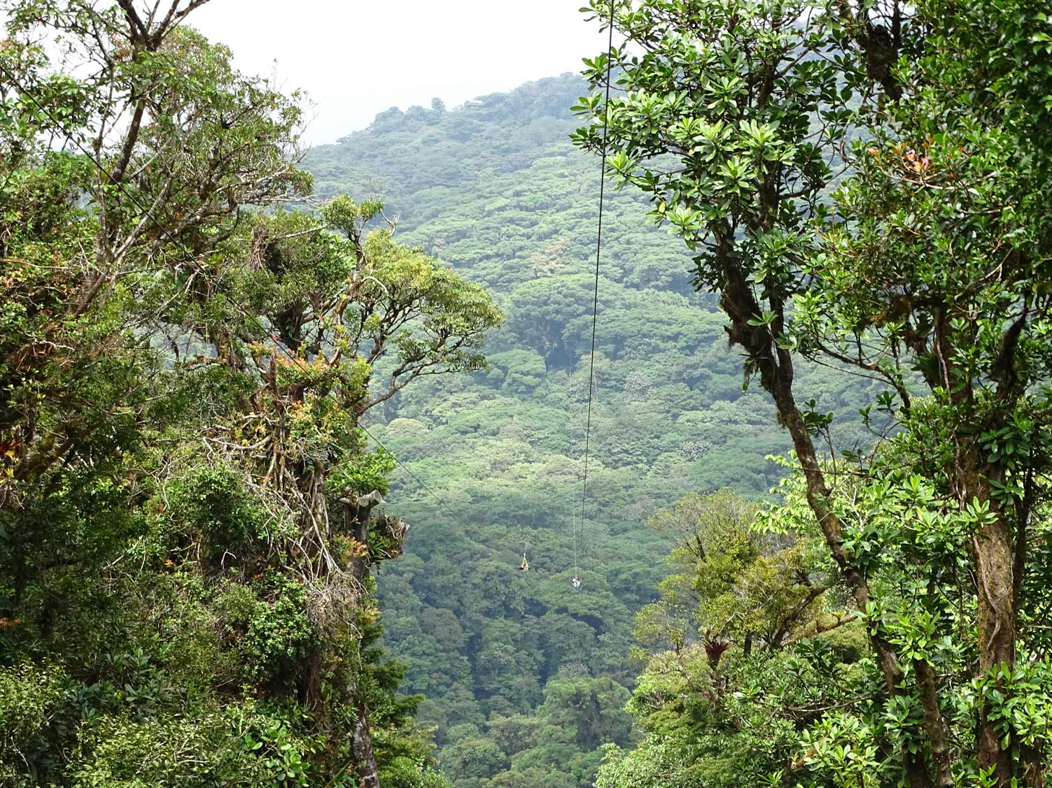 Canopy-Monteverde