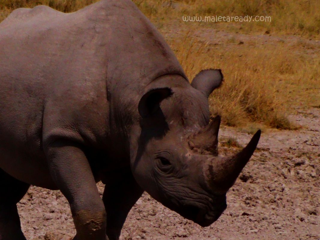 rhino-safari-southafrica