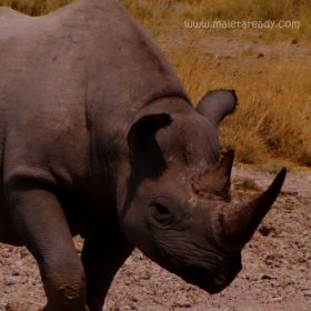 rhino-safari-southafrica