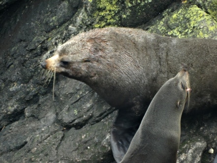 Seal-Cape-Foulwind