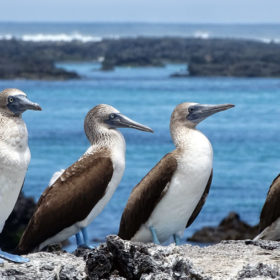 visitar_las_Islas_Galápagos
