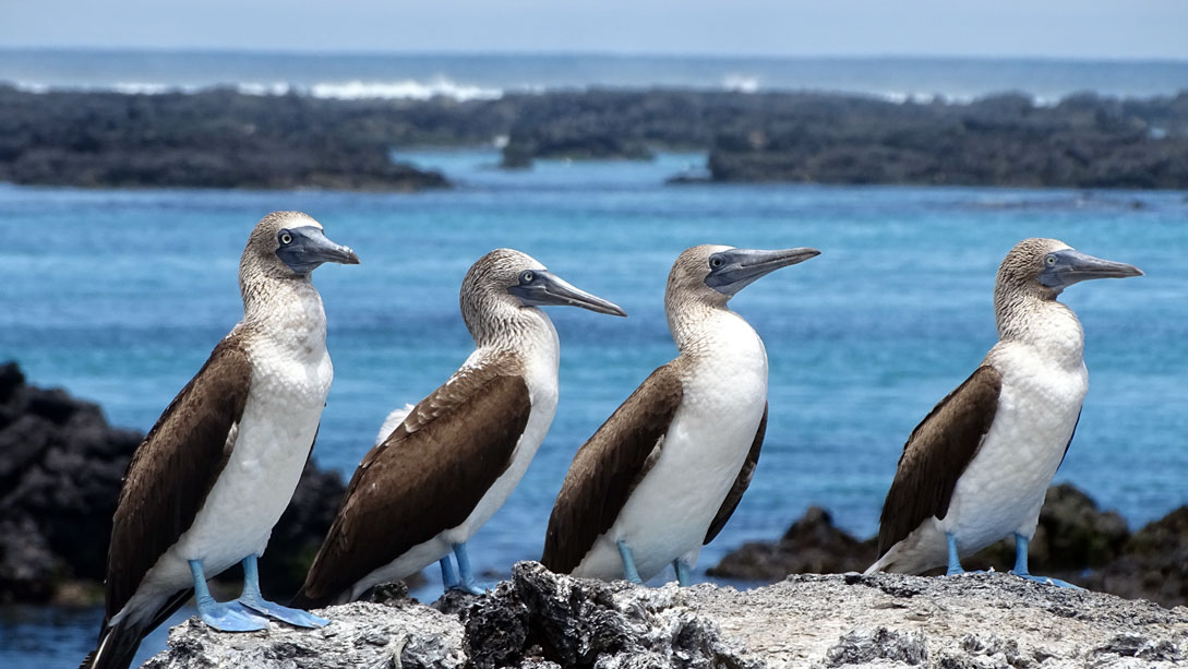 visitar_las_Islas_Galápagos