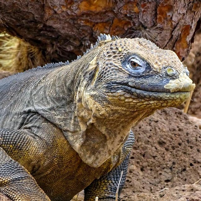 iguana-galápagos